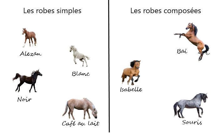 Reconnaître les principales robes