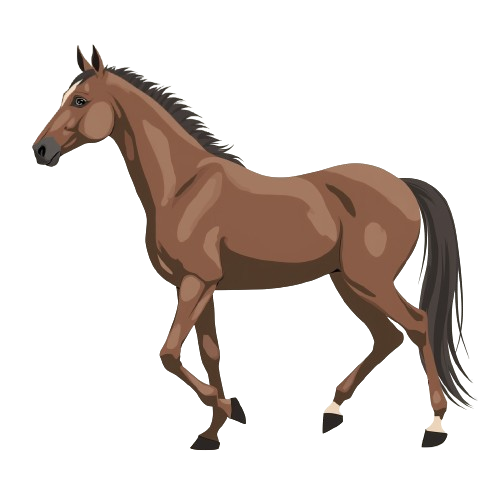 Les principales parties du cheval
