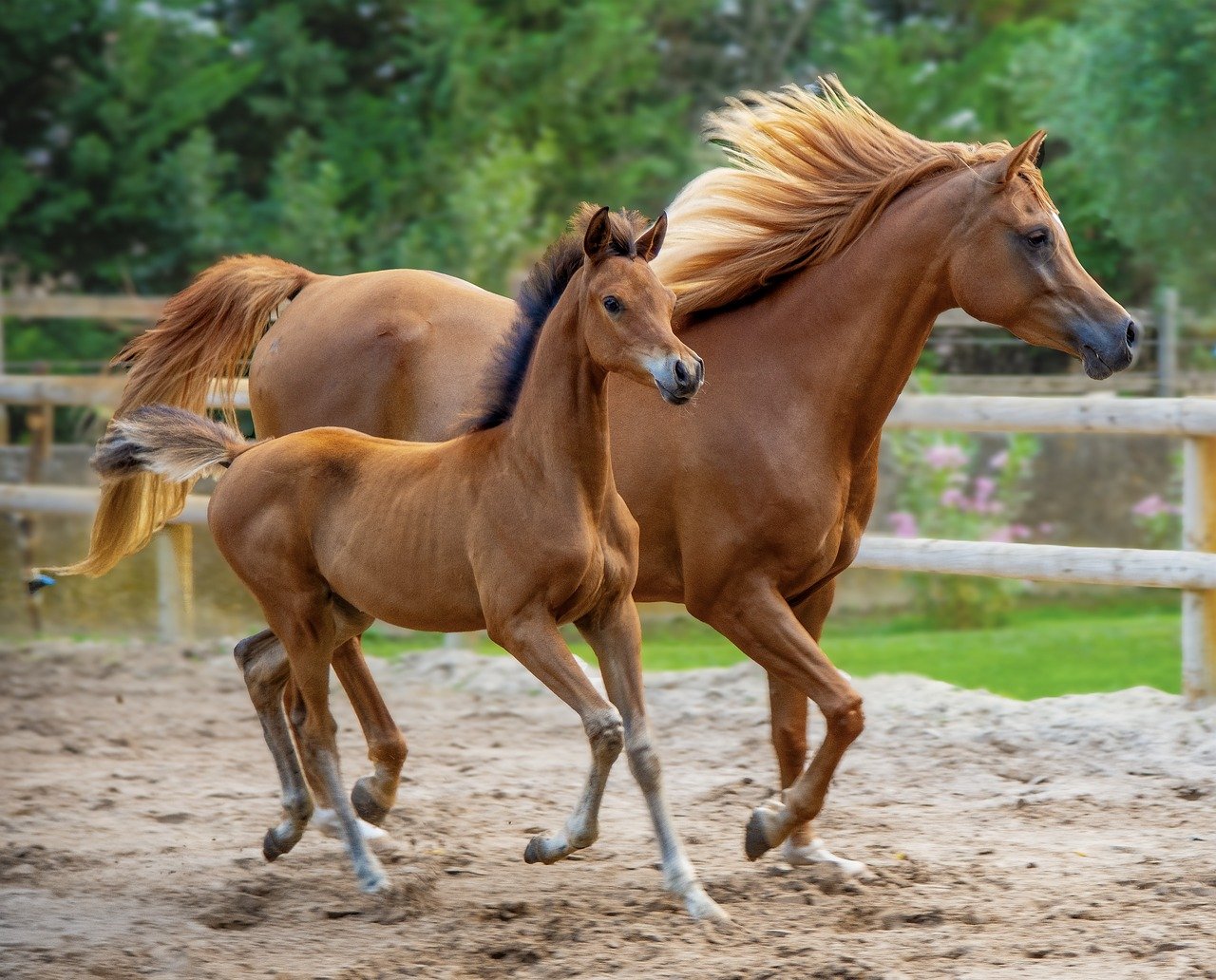 Les activités du cheval à l'état naturel