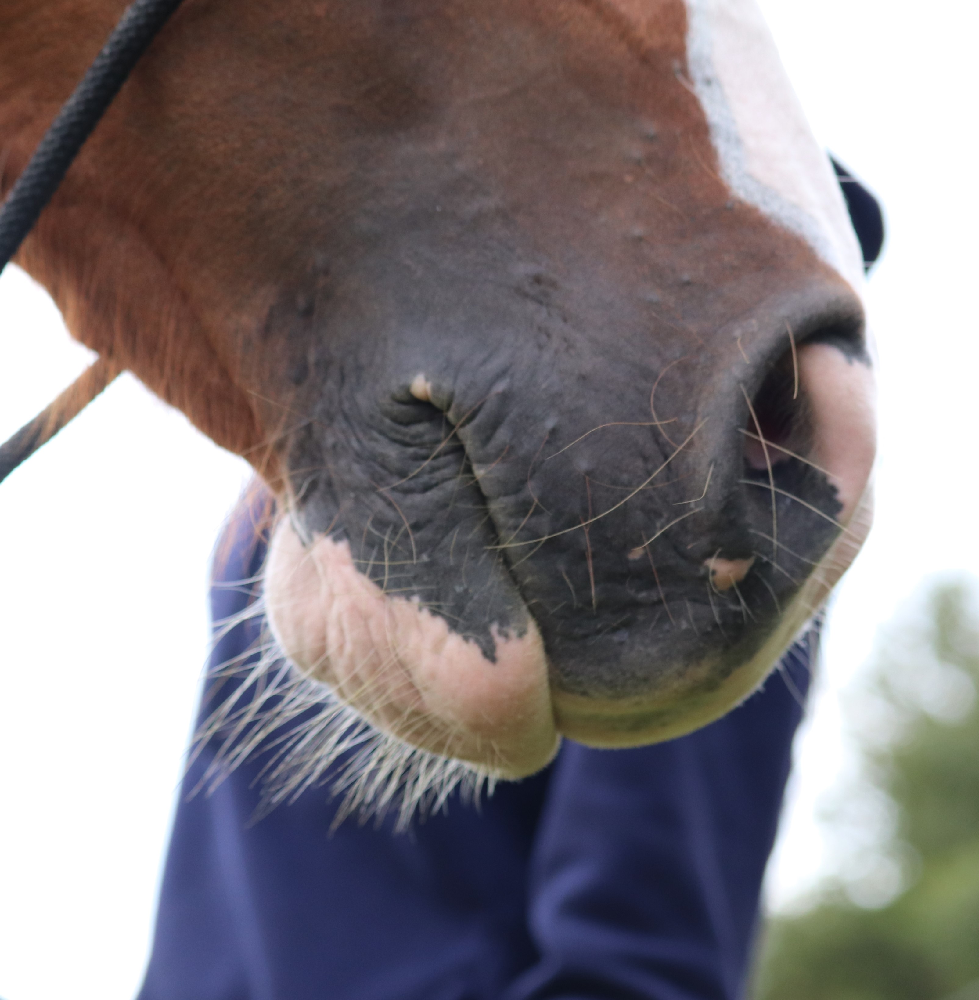 Les caracteristiques principales des 5sens du cheval (ou du poney)