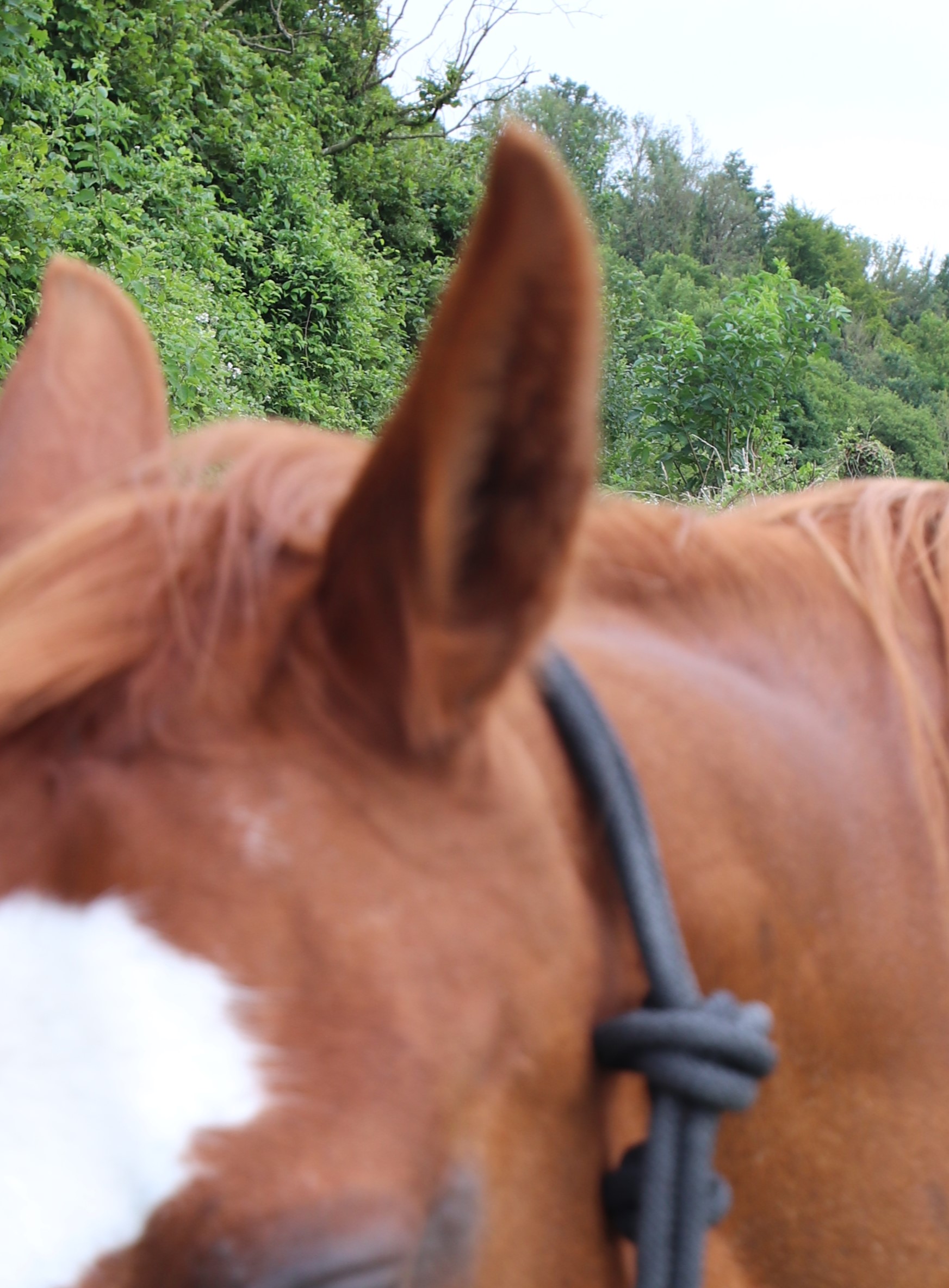 Les caracteristiques principales des 5sens du cheval (ou du poney)