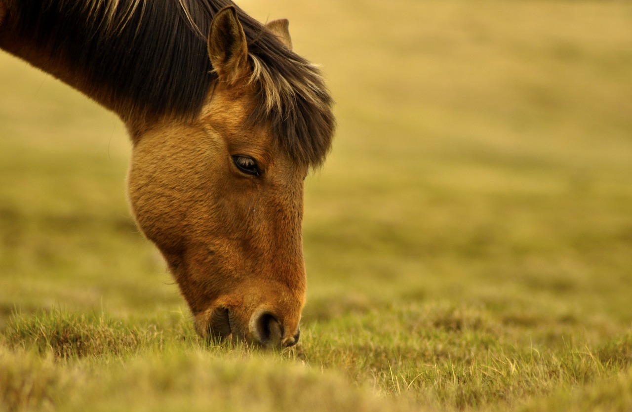 Les activités du cheval à l'état naturel