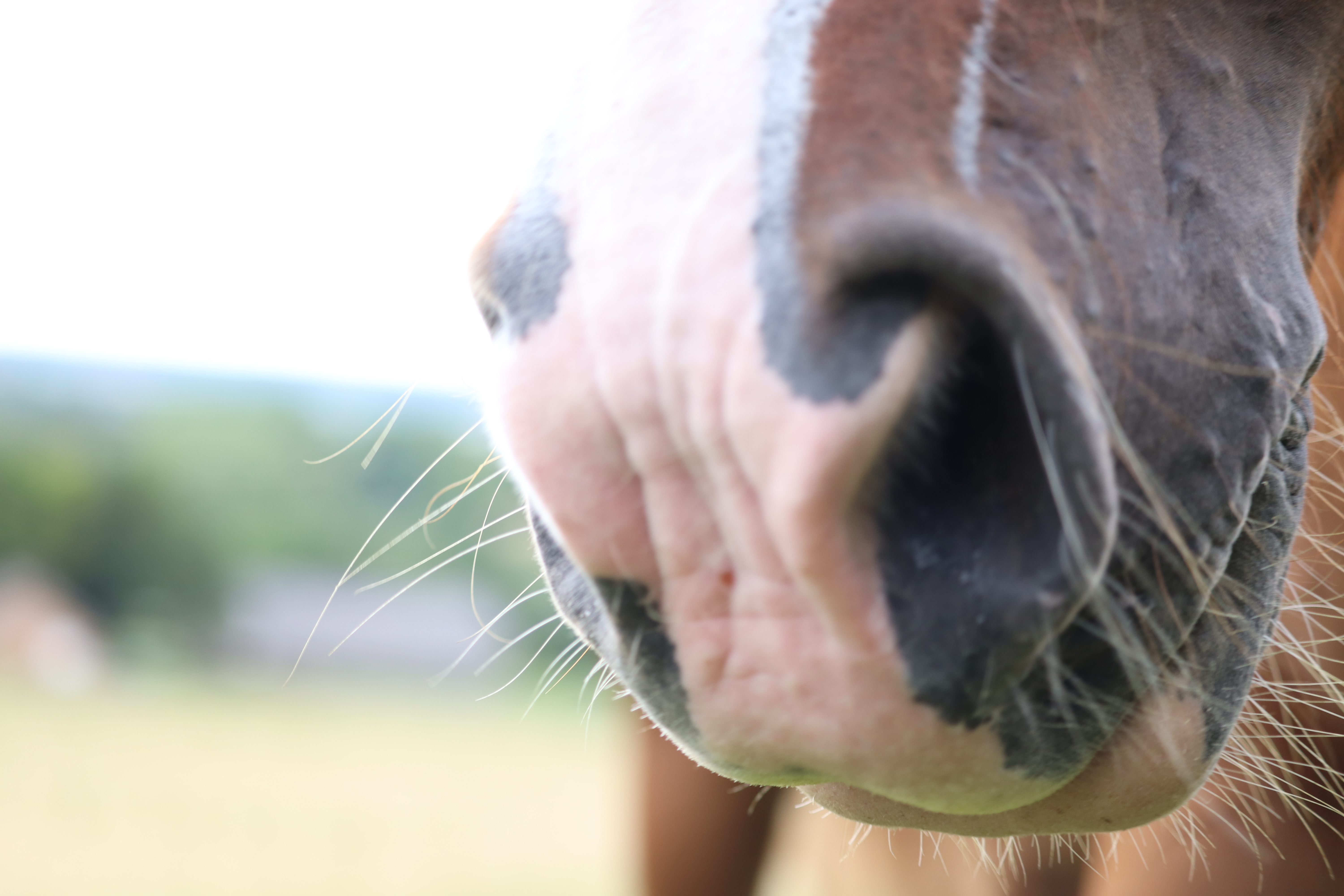 Les caracteristiques principales des 5sens du cheval (ou du poney)