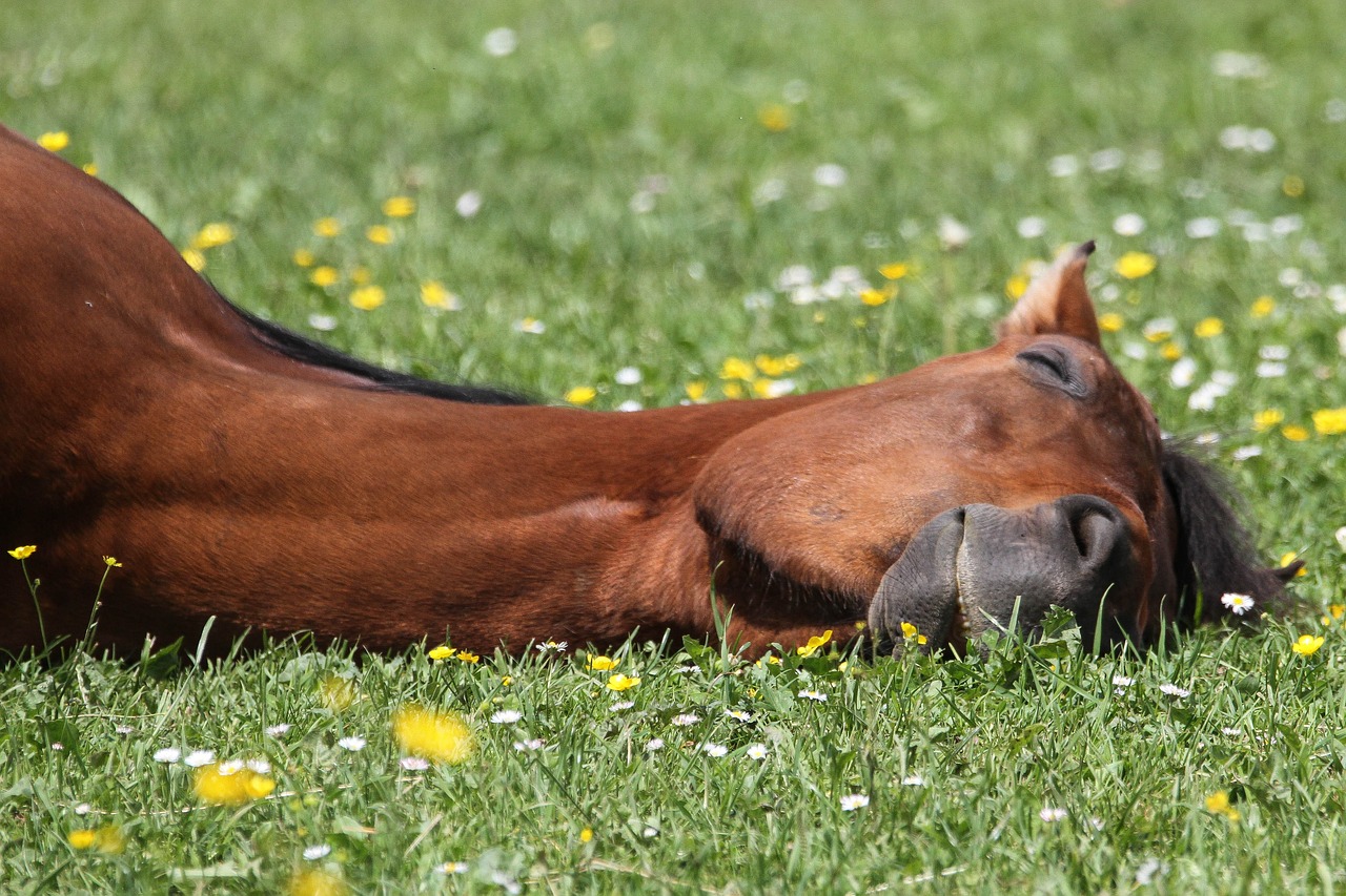 Les activités du cheval à l'état naturel